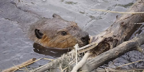 Beavers in the Weaselhead
