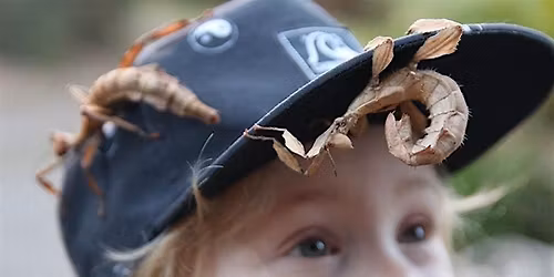 Wildlife Xposure - Creepy crawlies: The insect world to you