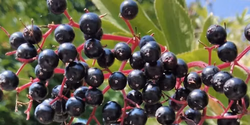 Irish Vegan Book Club first meeting