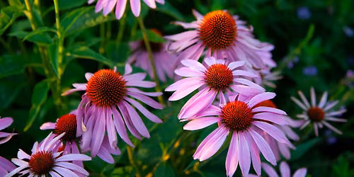 Sow Good: A Native Plant Seed Ball Workshop