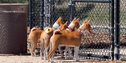 Basenji Meet Up