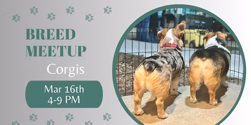 \ud83d\udc3e Breed Meetup \u2013 Corgis \ud83d\udc3e