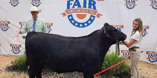 Beef Cattle Showmanship
