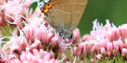 Haugh Wood Afternoon Butterfly Walk