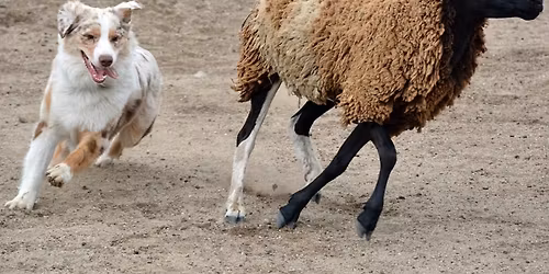 Herding at Ultimutt 2026