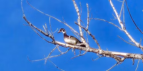 Monthly Meeting: The Science of Birds