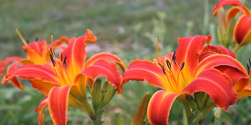 Daylily Sale at the Farmer's Market