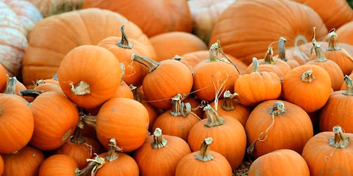 Pop-up Pumpkin Patch