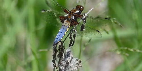 Summer Wildlife Wander