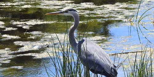 Second Saturday Bird Walk on McNary's Quail Trail