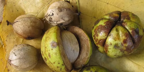 11\/2\/25 Last One of the Year! Edible and Medicinal Plant Walk- Bill Riley Trail
