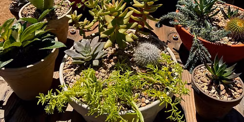 \ud83e\udeb4\ud83c\udf35 SUCCULENT CONTAINER PLANTING WORKSHOP!\ud83c\udf35\ud83e\udeb4
