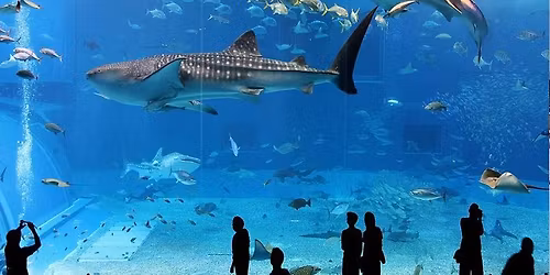 Apertura dell'Acquario di Roma