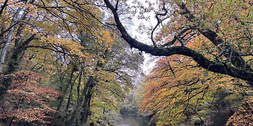 Easy Hike | River Dart, Spitchwick