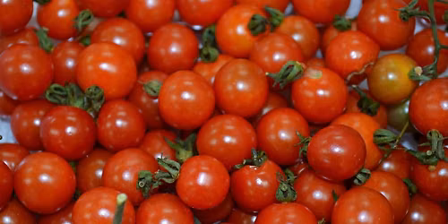2026 Heirloom Tomato Festival by the Carroll County Master Gardeners