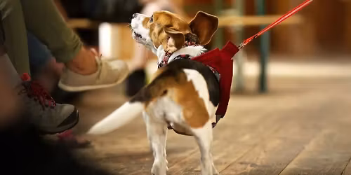 Mantrailing f\u00fcr Anf\u00e4nger und Fortgeschrittene im Landkreis Celle 