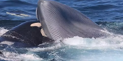 FEAR: The impact of killer whales on baleen whales