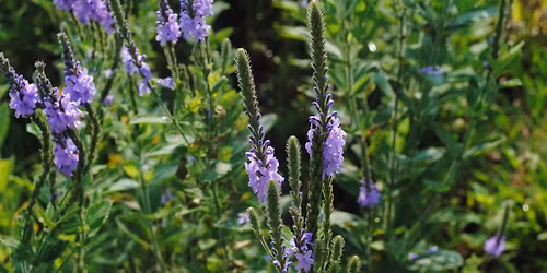 Year of the River Speaker Series - Native Garden Walk & Talk