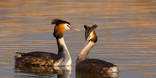 Wildlife Walk: Wetland Birds