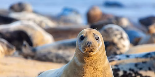 \u0422\u044e\u043b\u0435\u043d\u0438 \u0438 \u0432\u0438\u0441\u043a\u0438\u043a\u0443\u0440\u043d\u044f (\u041b\u0438\u0441\u0442 \u043e\u0436\u0438\u0434\u0430\u043d\u0438\u044f)