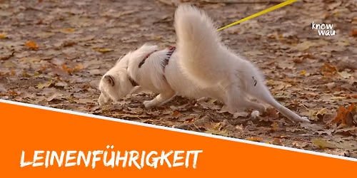 Leinenf\u00fchrigkeit Workshop
