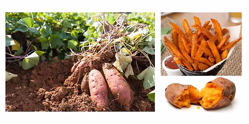FAST Class: How to Grow Sweet Potatoes
