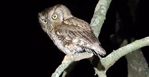 Park After Dark Family Night Hike