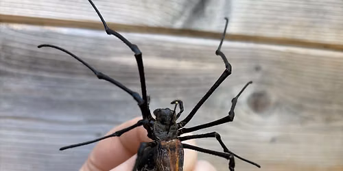 Insect Pinning Class: Orb Weaver Spider