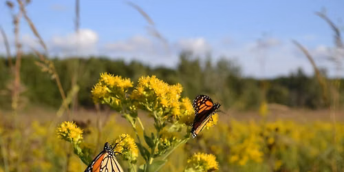 All About Monarch Butterflies