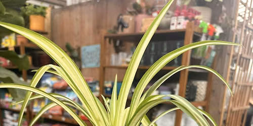 Adult & Child - Plant & Paint Pot