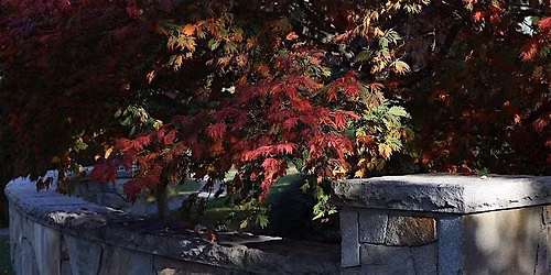 Book Club: The Serviceberry by Robin Wall Kimmerer