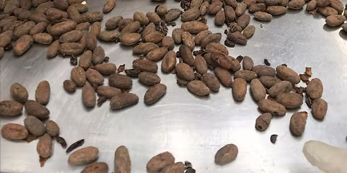 Master Class: Bean To Bar Milk Chocolate Making (6 Hours - 2 Evenings)