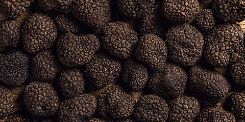 Truffle Festival
