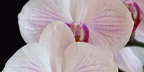 Phalaenopsis Repotting Workshop