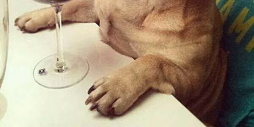 Premiumweine im Kontest? - Premium wines in the contest?
