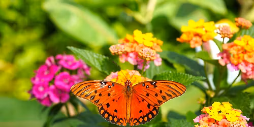 9th Annual Butterfly Festival at Jefferson Farm and Garden
