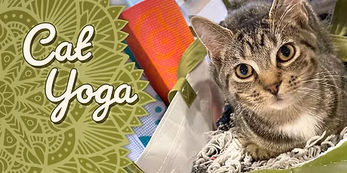 Cat Yoga at Catf\u00e9 Lounge!