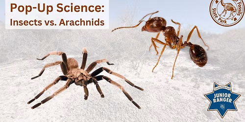 Pop-Up Science: Insects vs. Arachnids