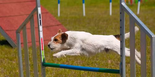 13. ISAC (Ingelheimer SECCOs Agility Cup)