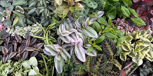 Beginner Houseplant Workshop