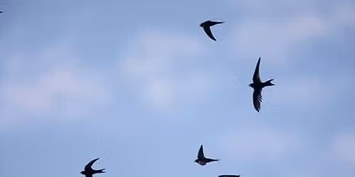 RSPB Talk: Saving Our Swifts by Henry Kenner