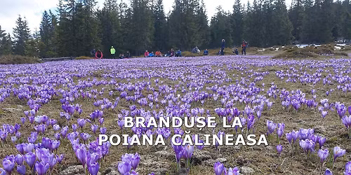 La br\u00e2ndu\u0219e la Poiana C\u0103lineasa, Mun\u021bii Apuseni