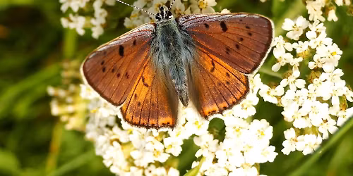 Vilde Blomsters Dag: Seek-safari !