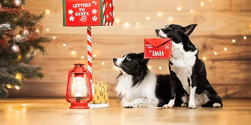 XMAS Shooting - Shiva Chihuahua & Ria Putzker