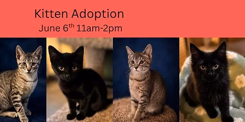 Kitten Adoption Event