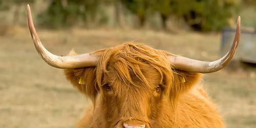 Meet our Highland Cows