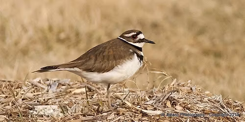 Wildlife Walk \/\/ Promenade d\u2019observation de la faune