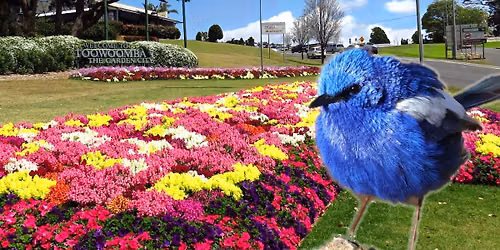 Toowoomba Birdwatching Getaway