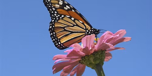 Befriending Bees and Butterflies