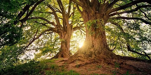 Moot - Yggdrasil\/Ogham